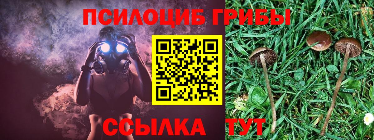Псилоцибиновые грибы мухоморы Светлоград
